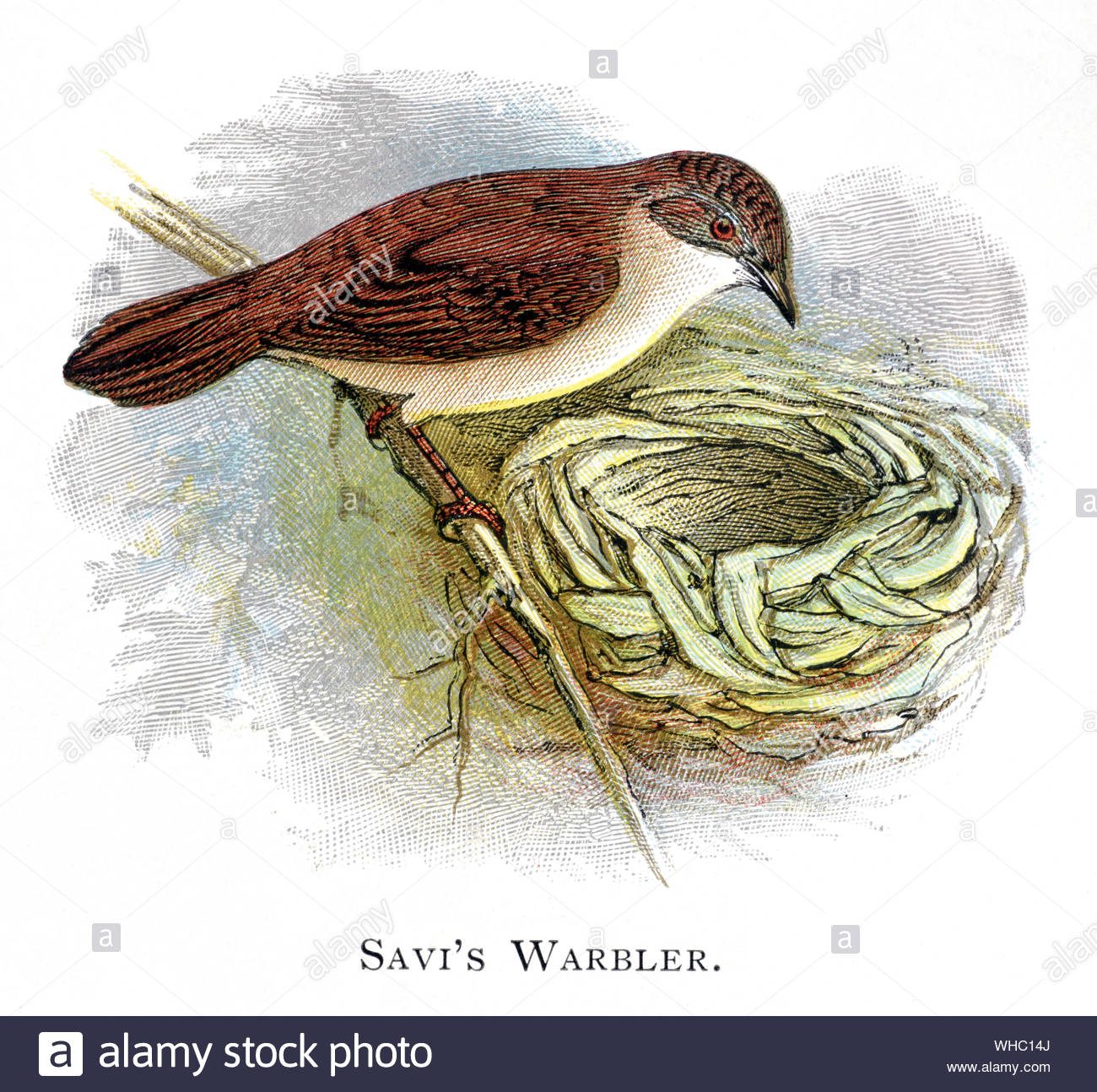 Savi di trillo (Locustella luscinioides) al nido con uova, illustrazione vintage pubblicato in 1898 Foto Stock