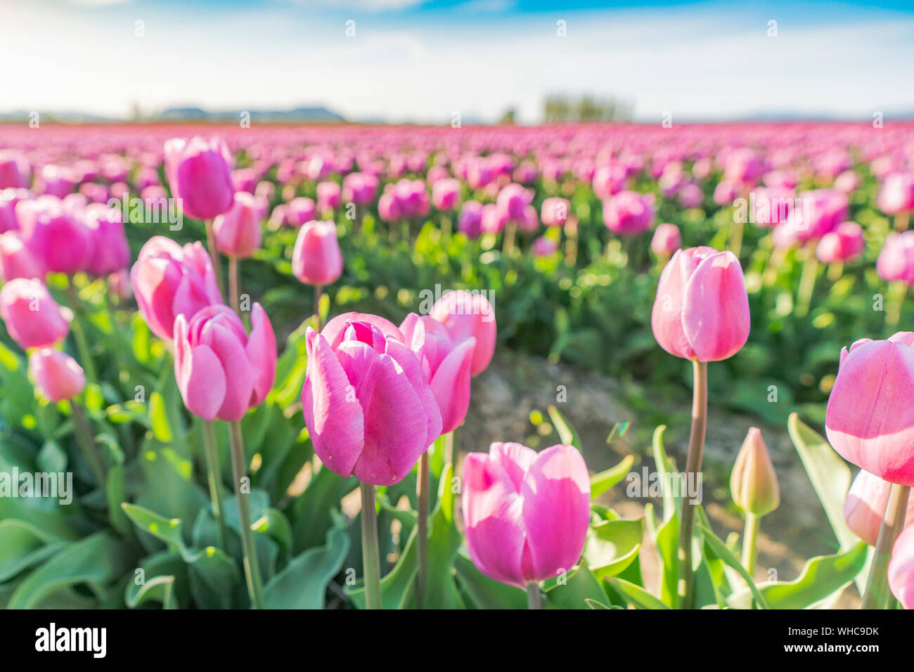 Pastel Pink tulip campo crescente in sun. Foto Stock