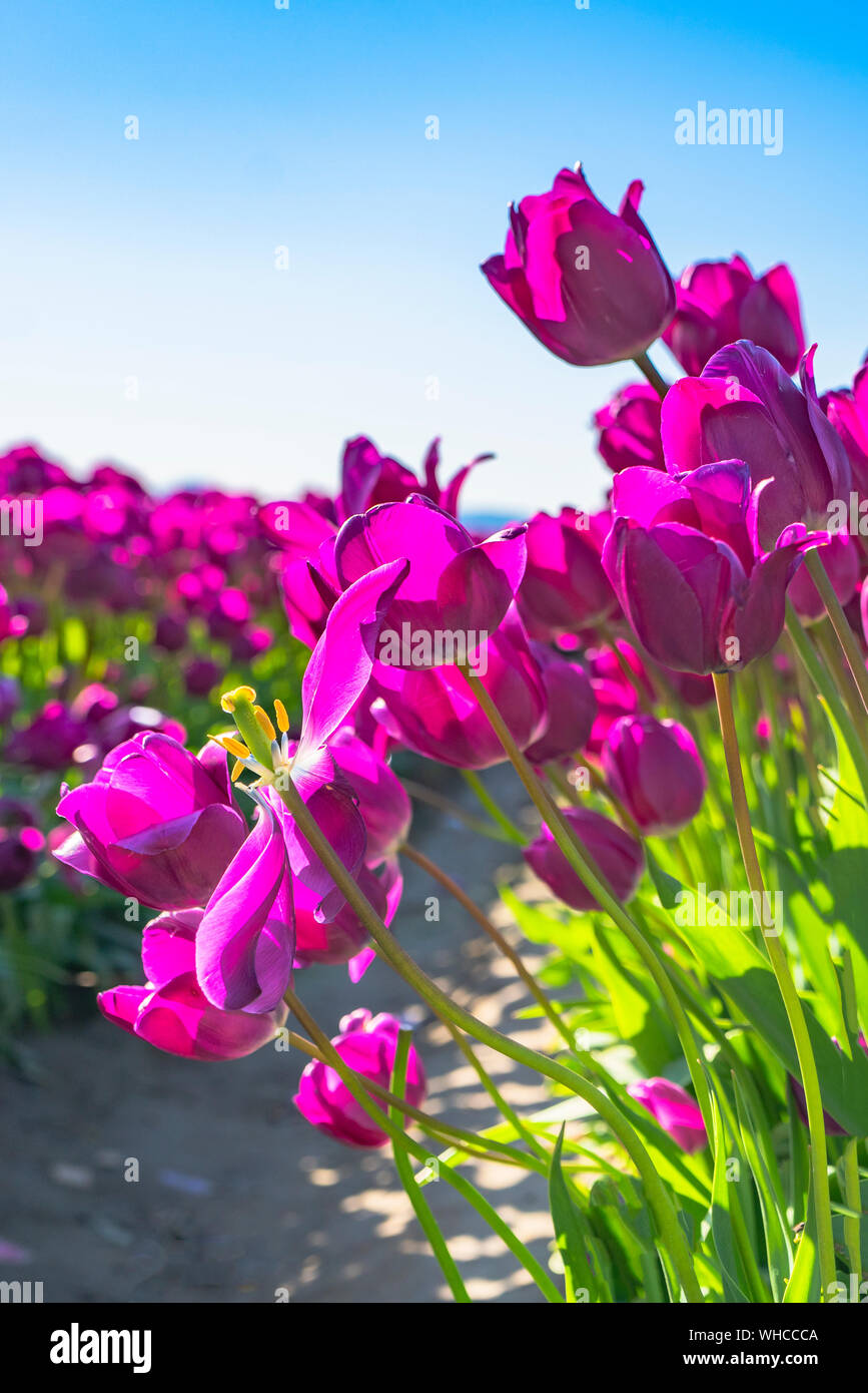 Tulipani viola soffiando nel vento contro il cielo sereno. Foto Stock