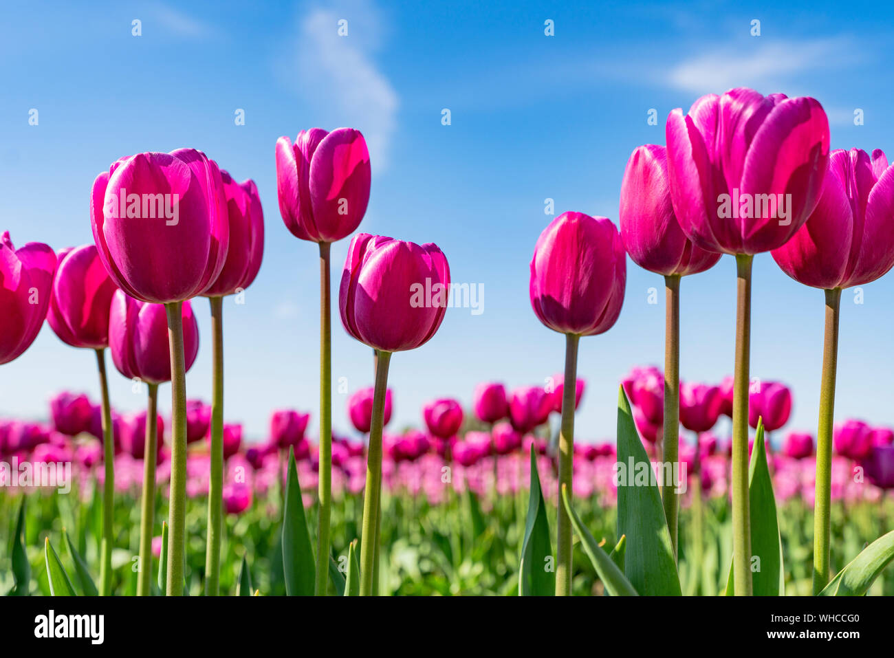 Tulipani rosa che cresce in un campo, contro un cielo blu. Foto Stock