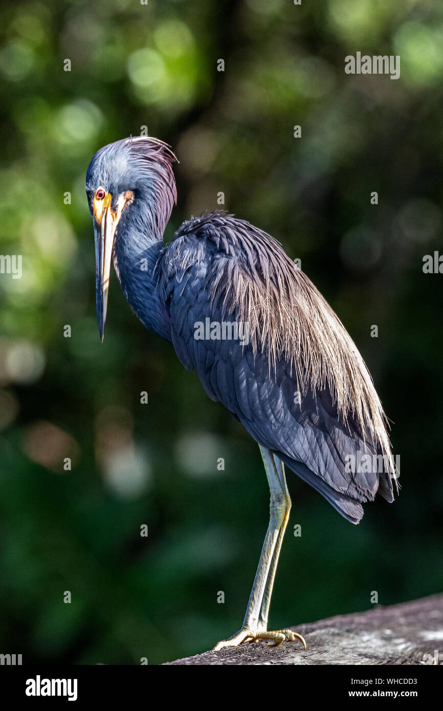 Airone tricolore Sunbading al Green Cay zone umide Foto Stock