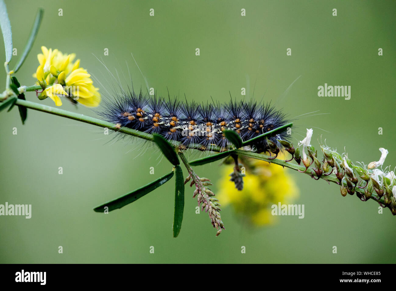 La Palude Salata Moth Caterpillar di ordine Lepidoptra nelle farfalle e falene su un ramoscello naturale Foto Stock