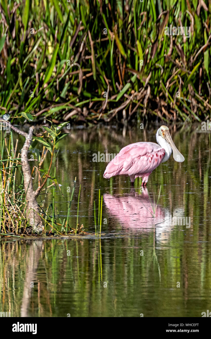 Roseate Spoonbill nel lago Foto Stock