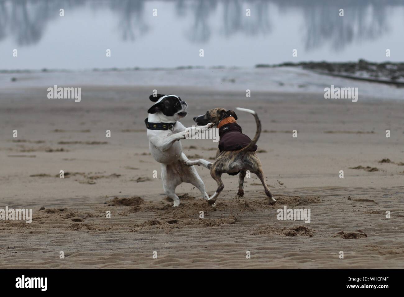 Cane combattimenti sulla sabbia in spiaggia Foto Stock