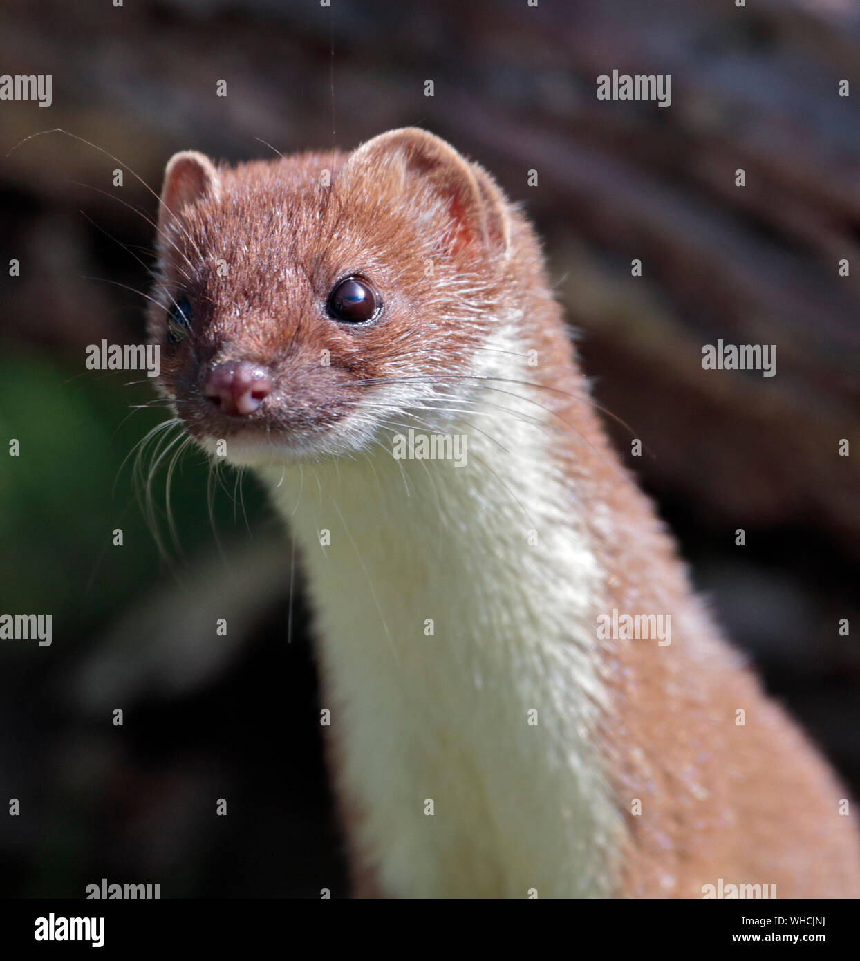 Ermellino (Mustela erminea), Regno Unito Foto Stock