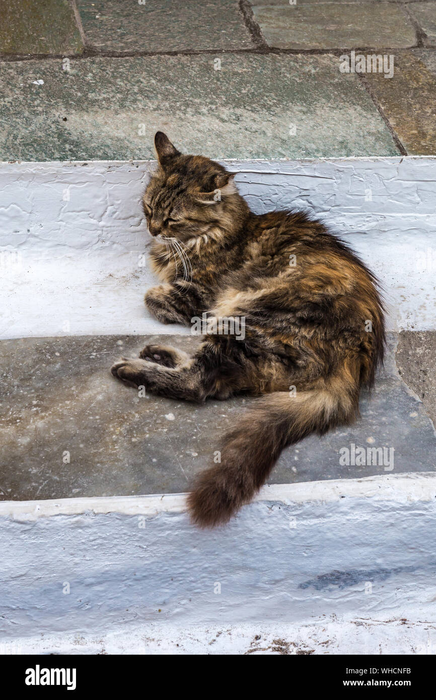 Un gatto rilassante sulla parete bianca a Hydra. I gatti randagi in isola greca, grecia Foto Stock