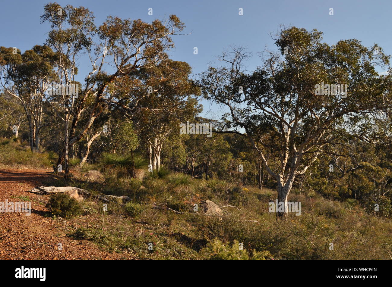 Rosso sporco via e la macchia, Whistlepipe canalone a piedi, Mundy Parco Regionale, sulle colline di Perth, Western Australia, Australia Foto Stock