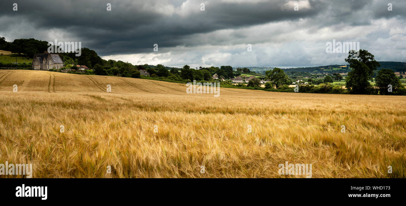 Campi di colture nella campagna inglese e pronto per essere raccolto. Foto Stock