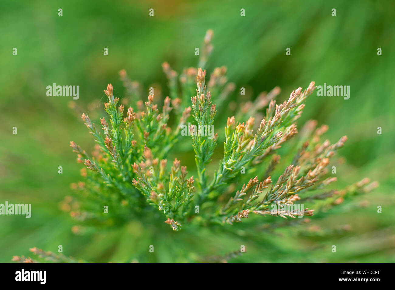 sequoia gigante Foto Stock