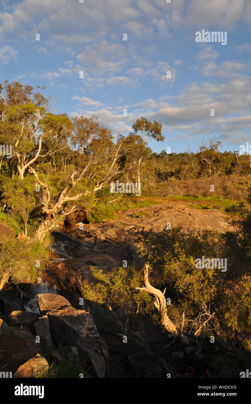 Creek, alberi di eucalipto, il bosco e la macchia in tarda serata. Burrone Whistlepipe a piedi, Mundy Parco Regionale, Kalamunda, Australia occidentale, Australia Foto Stock