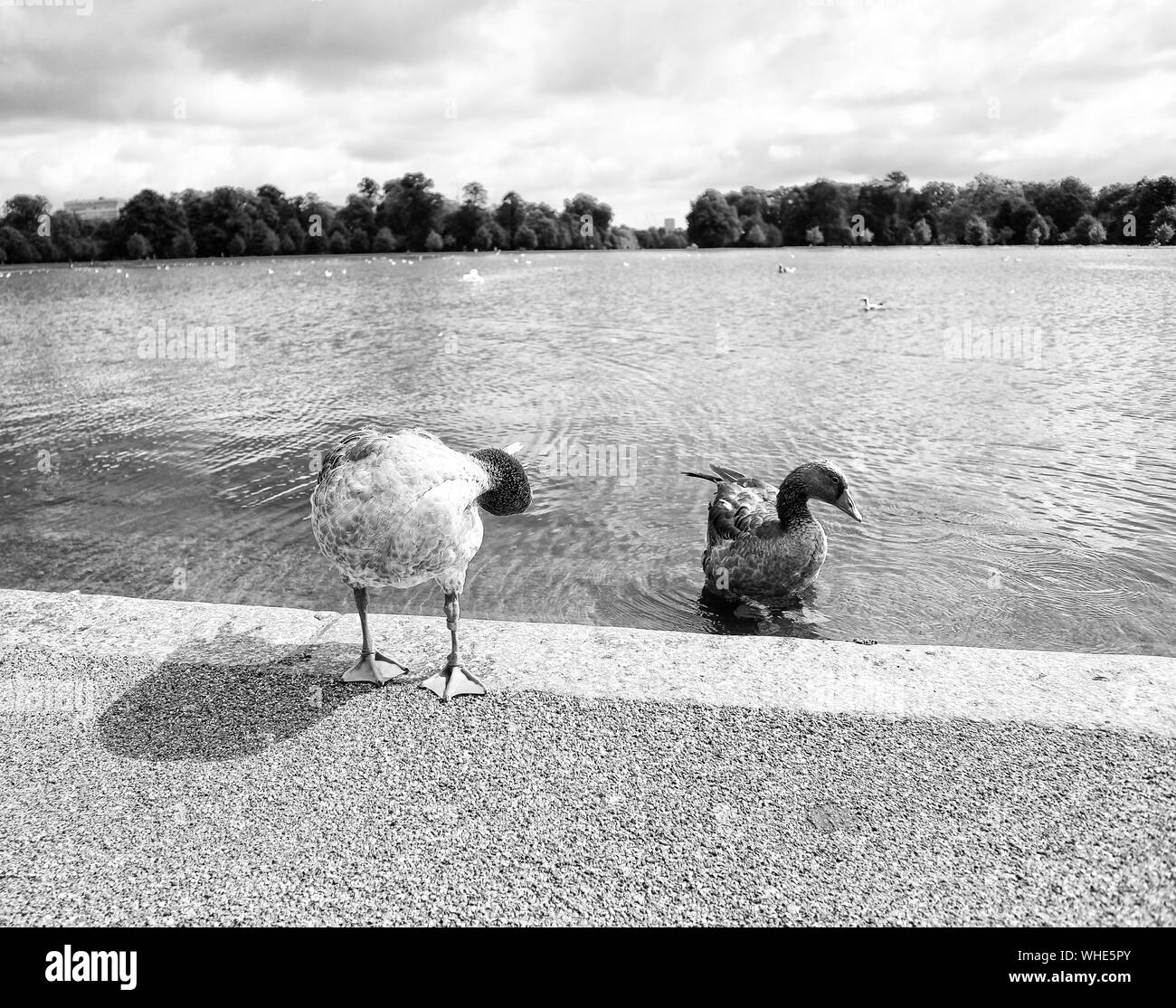 Oche selvatiche a Kensington Gardens a Londra Foto Stock