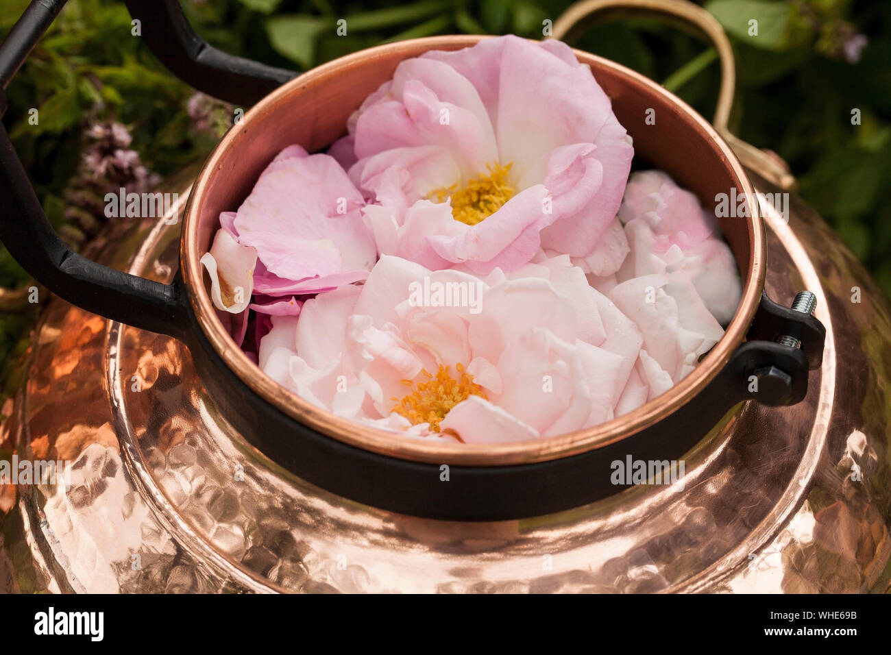 Alambicco è un apparecchio per distillazione di origine araba che può essere utilizzato per distillare oli essenziali e una varietà di bevande alcoliche. Foto Stock