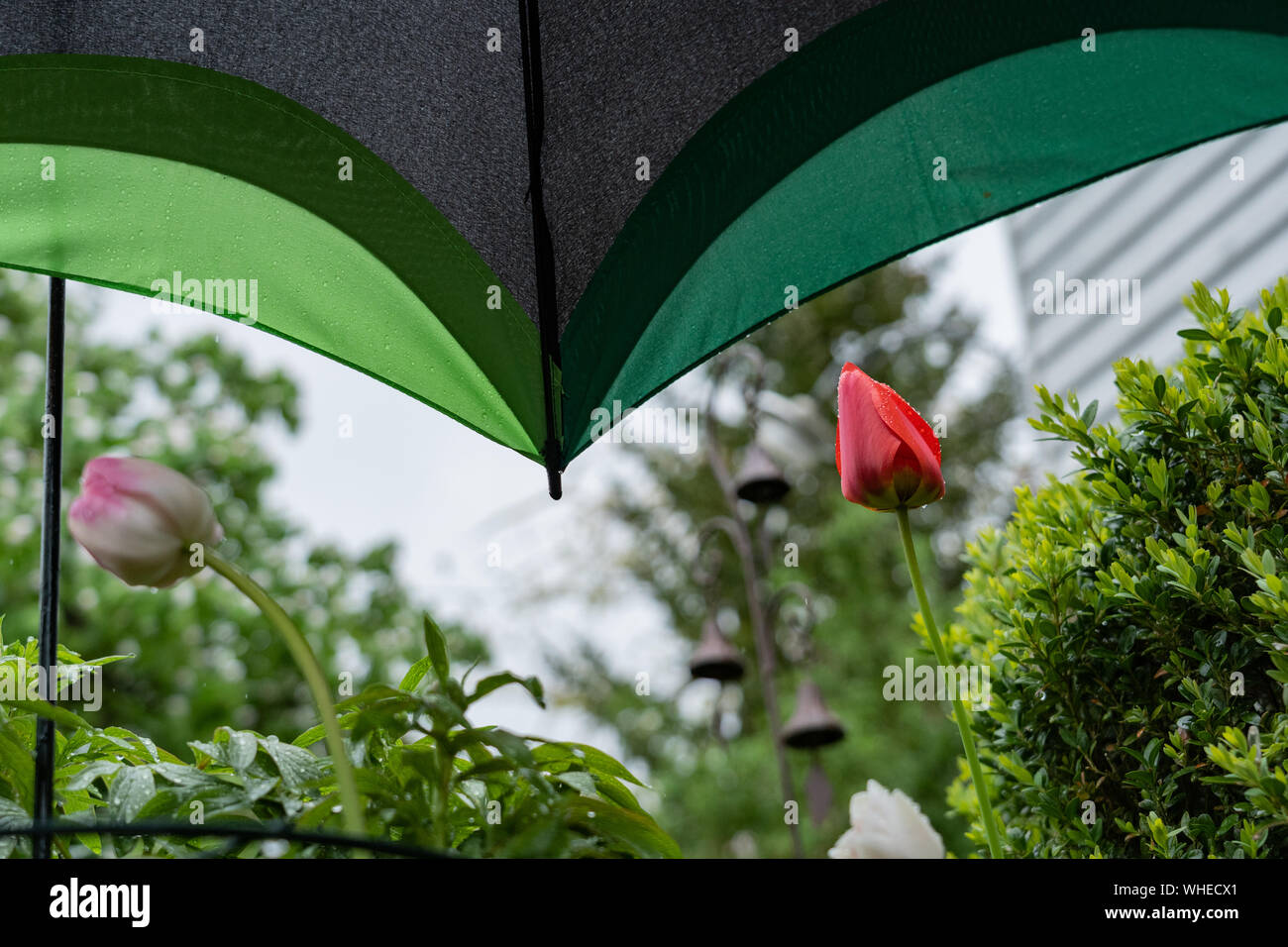 Protezione colorati con ombrello di piante fiorite e sensibile di tulipani in primavera. Foto Stock