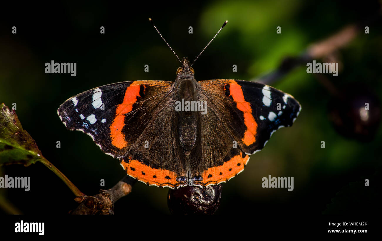 La bella rossa admiral butterfly (Vanessa Atalanta) di appoggio in ciliegio dopo un pasto di ciliegia. Uppland, Svezia Foto Stock