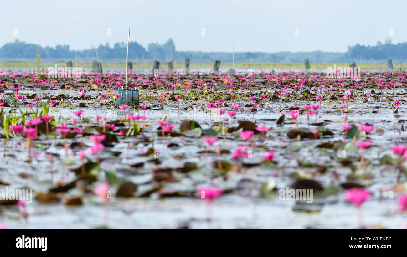 Bellissima natura di molti rossi fiori di loto o rosso indiano giglio di acqua o Nymphaea Lotus nello stagno a Thale Noi uccelli acquatici Parco Riserva Foto Stock