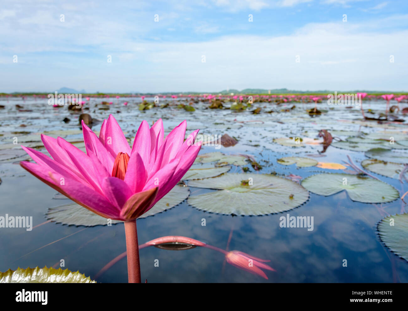 Bellissima natura di molti rossi fiori di loto, vicino indiano rosso giglio di acqua o Nymphaea Lotus nello stagno a Thale Noi uccelli acquatici Parco Riserva Foto Stock