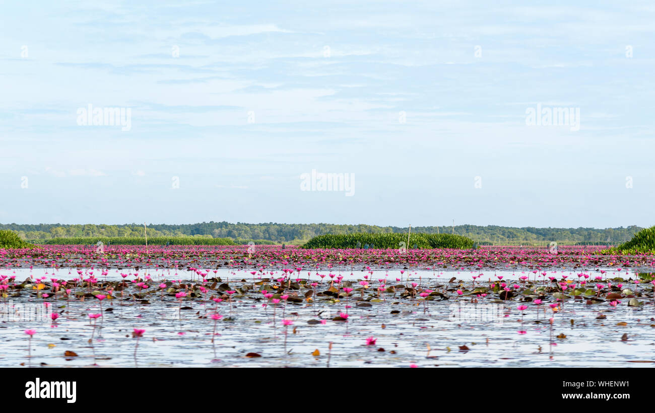 Bellissima natura di molti rossi fiori di loto o rosso indiano giglio di acqua o Nymphaea Lotus nello stagno a Thale Noi uccelli acquatici Parco Riserva Foto Stock