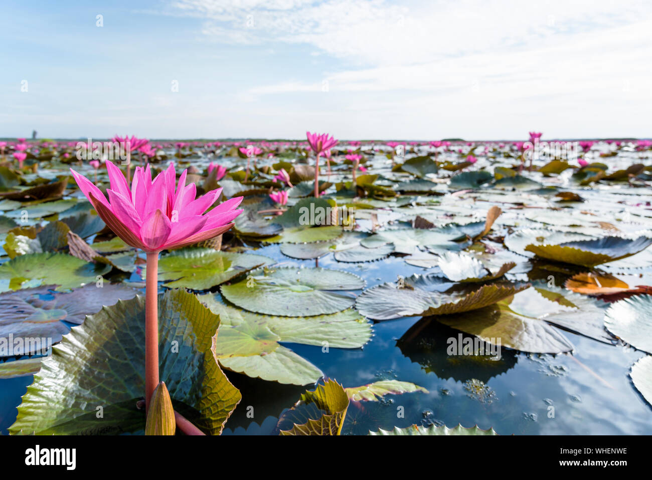 Bellissima natura di molti rossi fiori di loto, vicino indiano rosso giglio di acqua o Nymphaea Lotus nello stagno a Thale Noi uccelli acquatici Parco Riserva Foto Stock