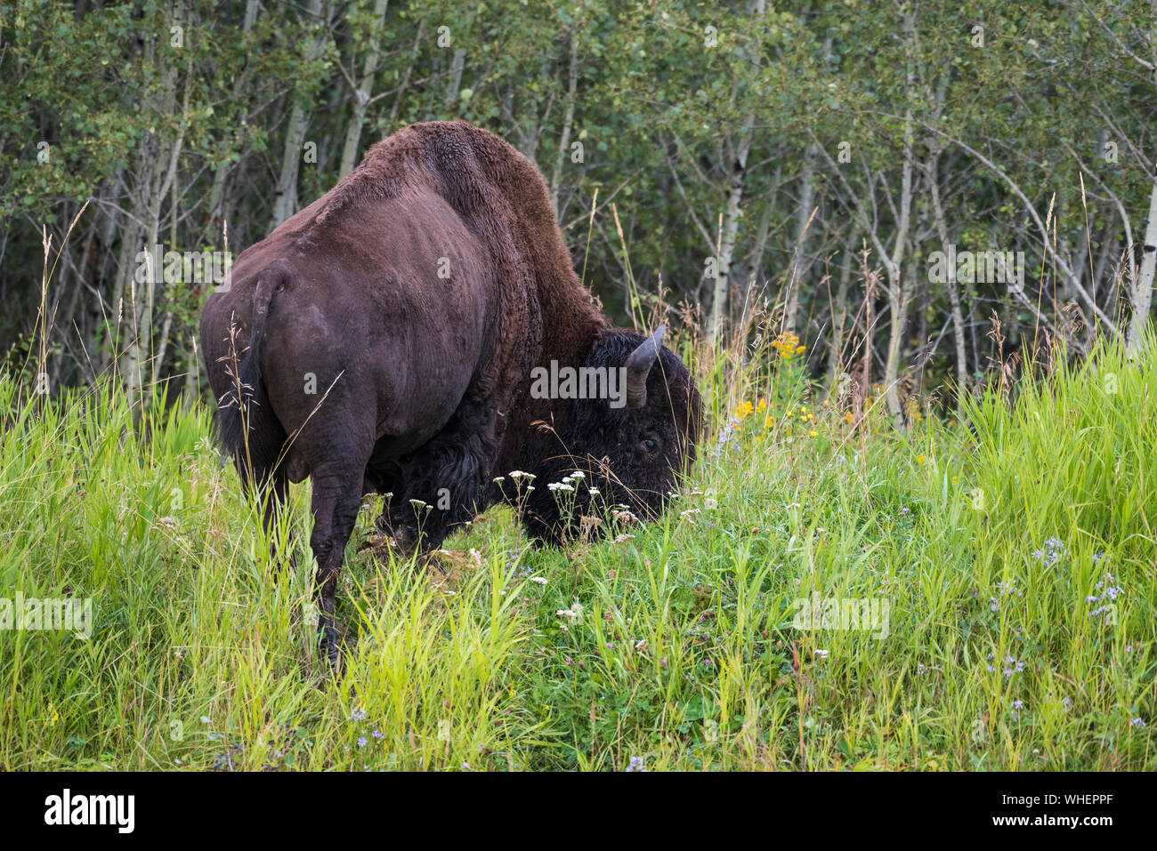 Nord America (Bison bison bison), Elk Island National Park, Alberta, Canada Foto Stock