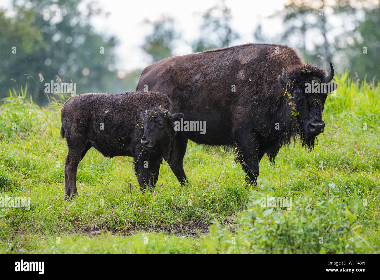 Nord America (Bison bison bison) latte di mucca e di vitello, Elk Island National Park, Alberta, Canada Foto Stock