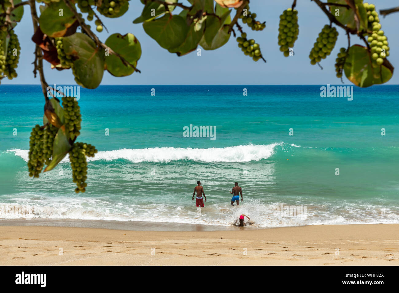 Spiaggia della viticoltura in prossimità del fronte oceano Foto Stock