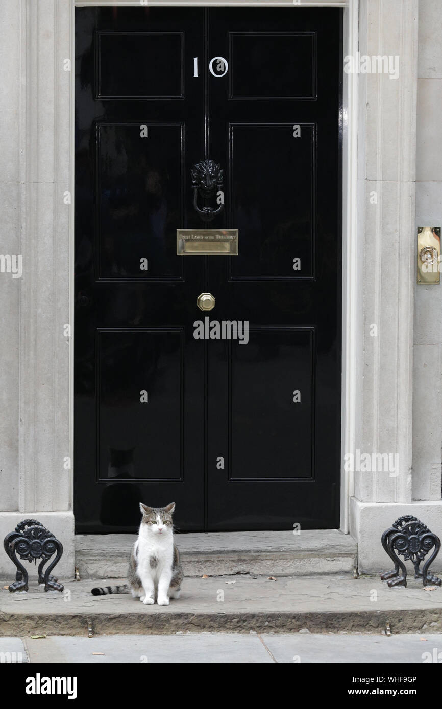 Londra, UK, 2° settembre 2019. Larry il gatto attende i visitatori a N10 al di fuori della famosa Porta nera a Downing Street. Ministri, così come molti del partito conservatore e MPs ex politici tutti immettere n. 10 di Downing Street di emergenza di una riunione del gabinetto e poi generale del Partito conservatore raccolta. Credito: Imageplotter/Alamy Live News Foto Stock