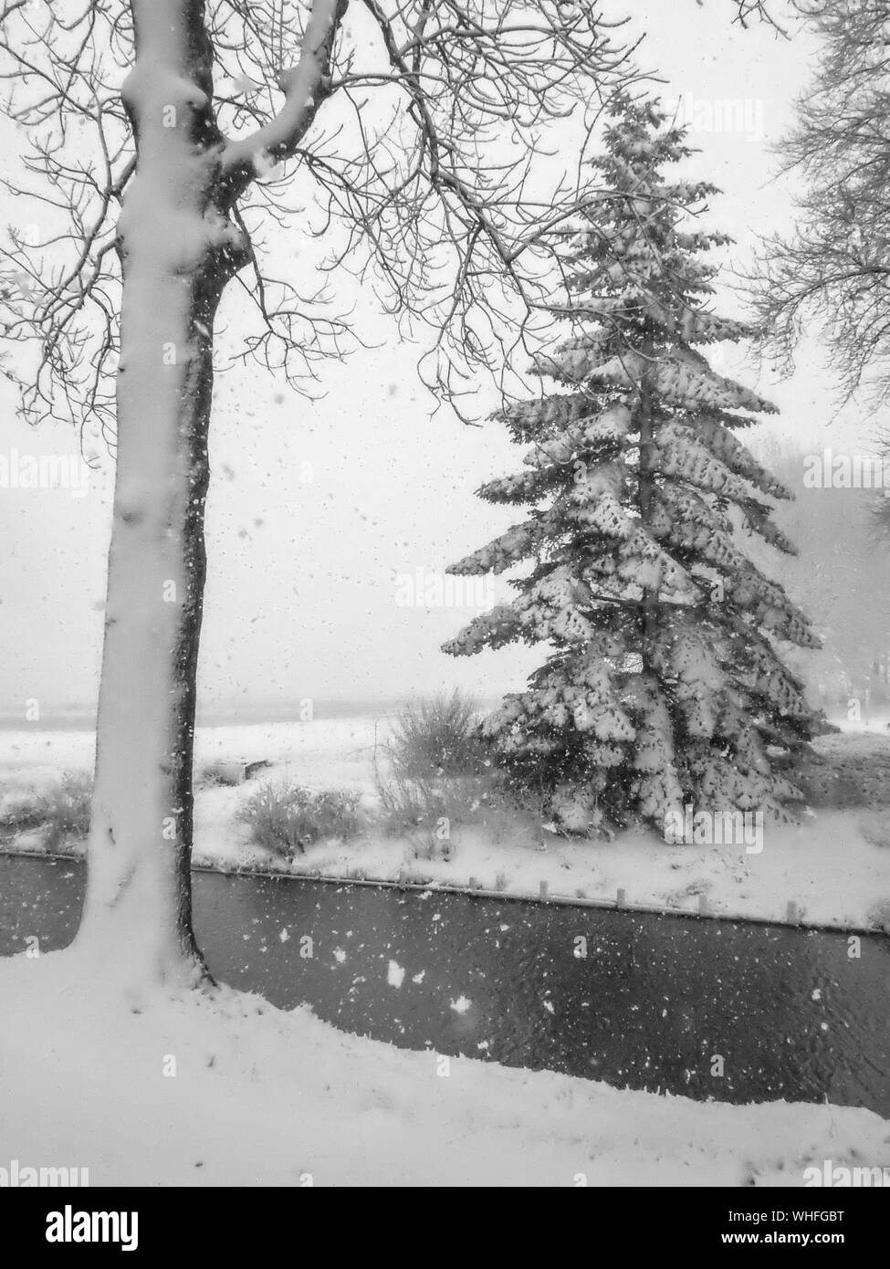 Gli alberi sono coperti di neve fresca nel mese dicembre, Paesi Bassi Foto Stock