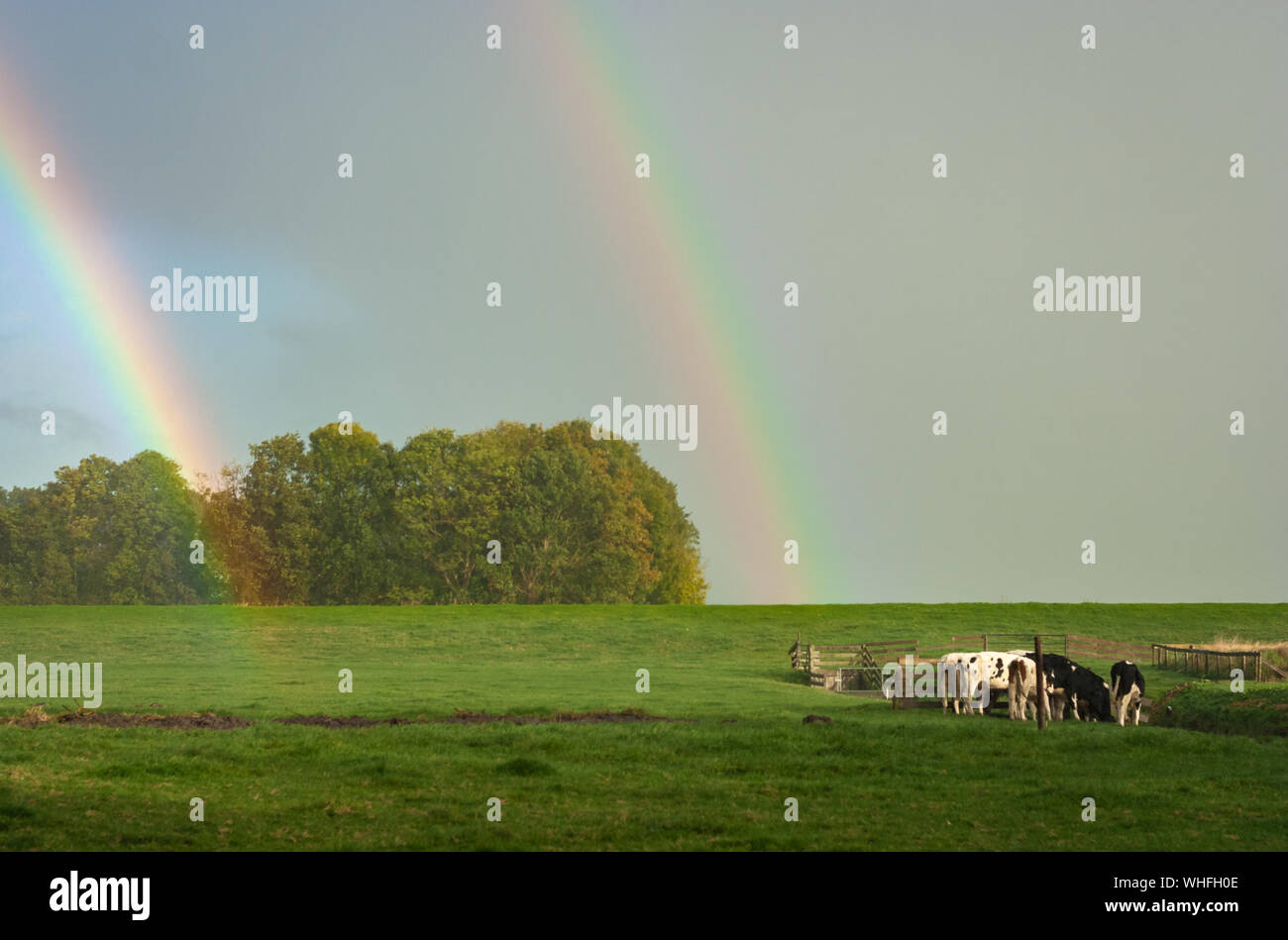 Brillante arcobaleno doppio con le mucche in campagna di Olanda Foto Stock