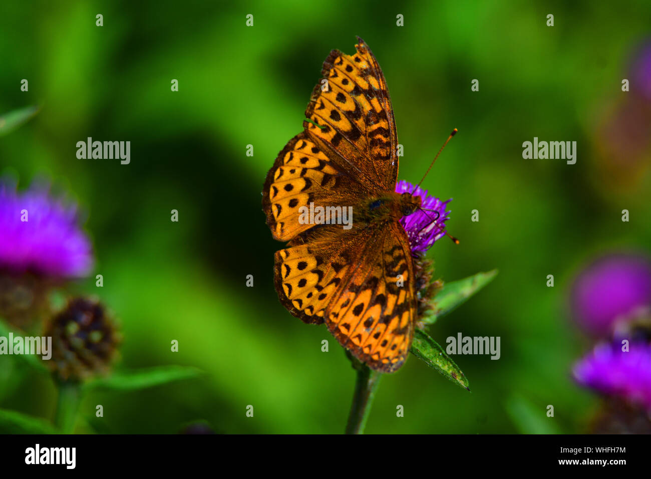 Farfalla arancione in Canada seduto su un fiore di colore viola. Foto Stock