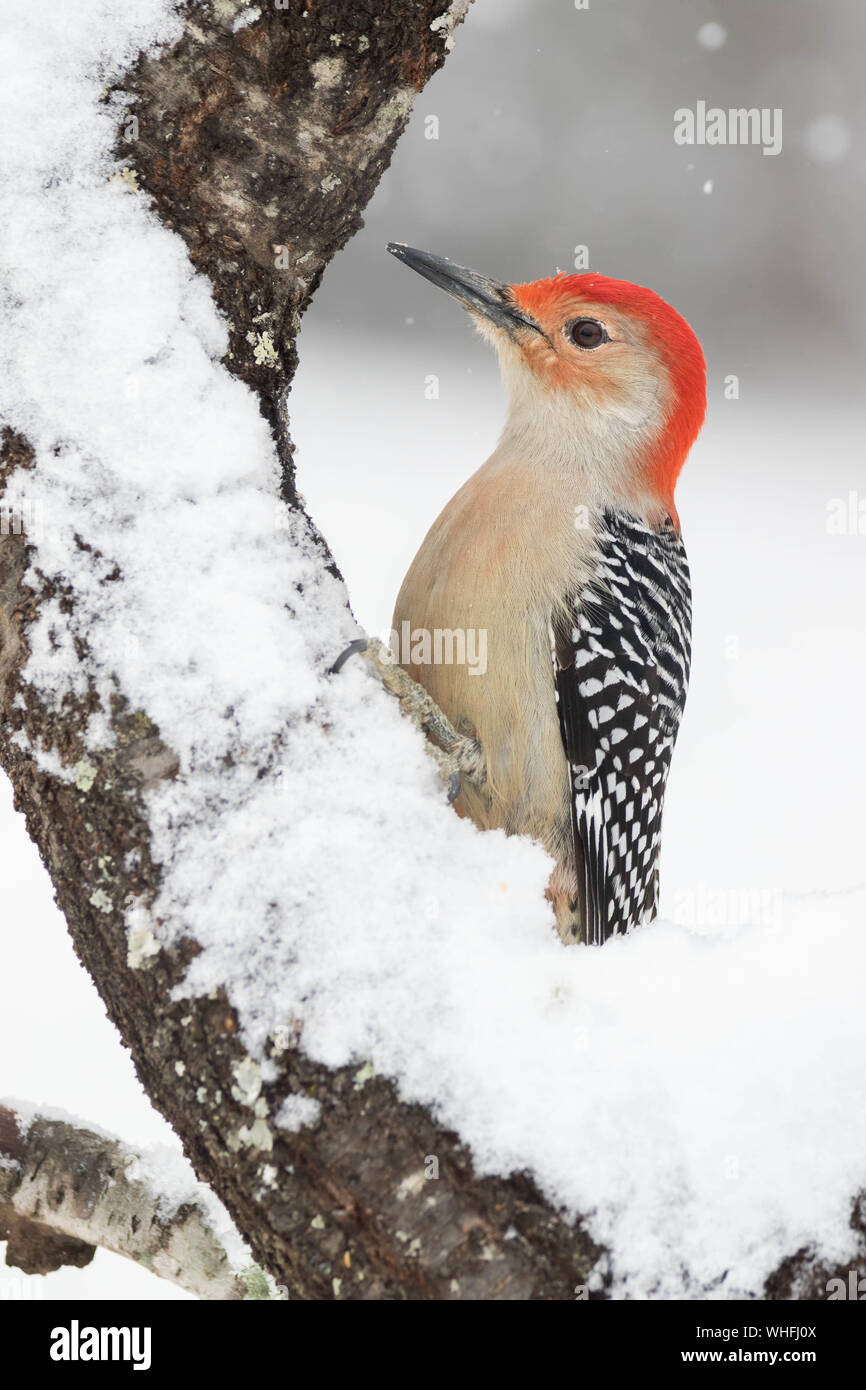 Rosso-Picchio panciuto Foto Stock