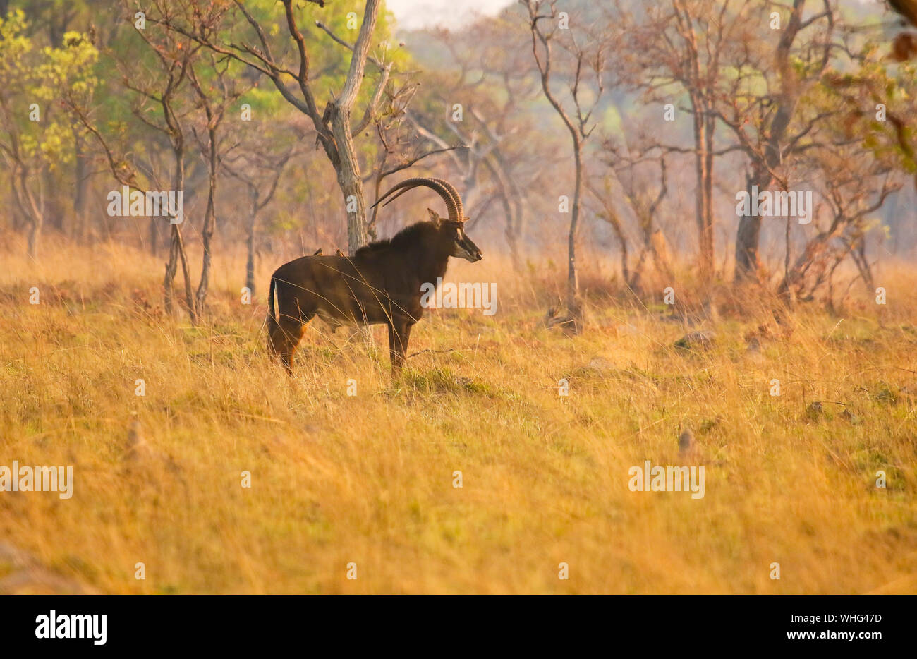 Maschio del Sable Antelope (Hippotragus niger). Parco Nazionale di Kafue. Zambia Foto Stock