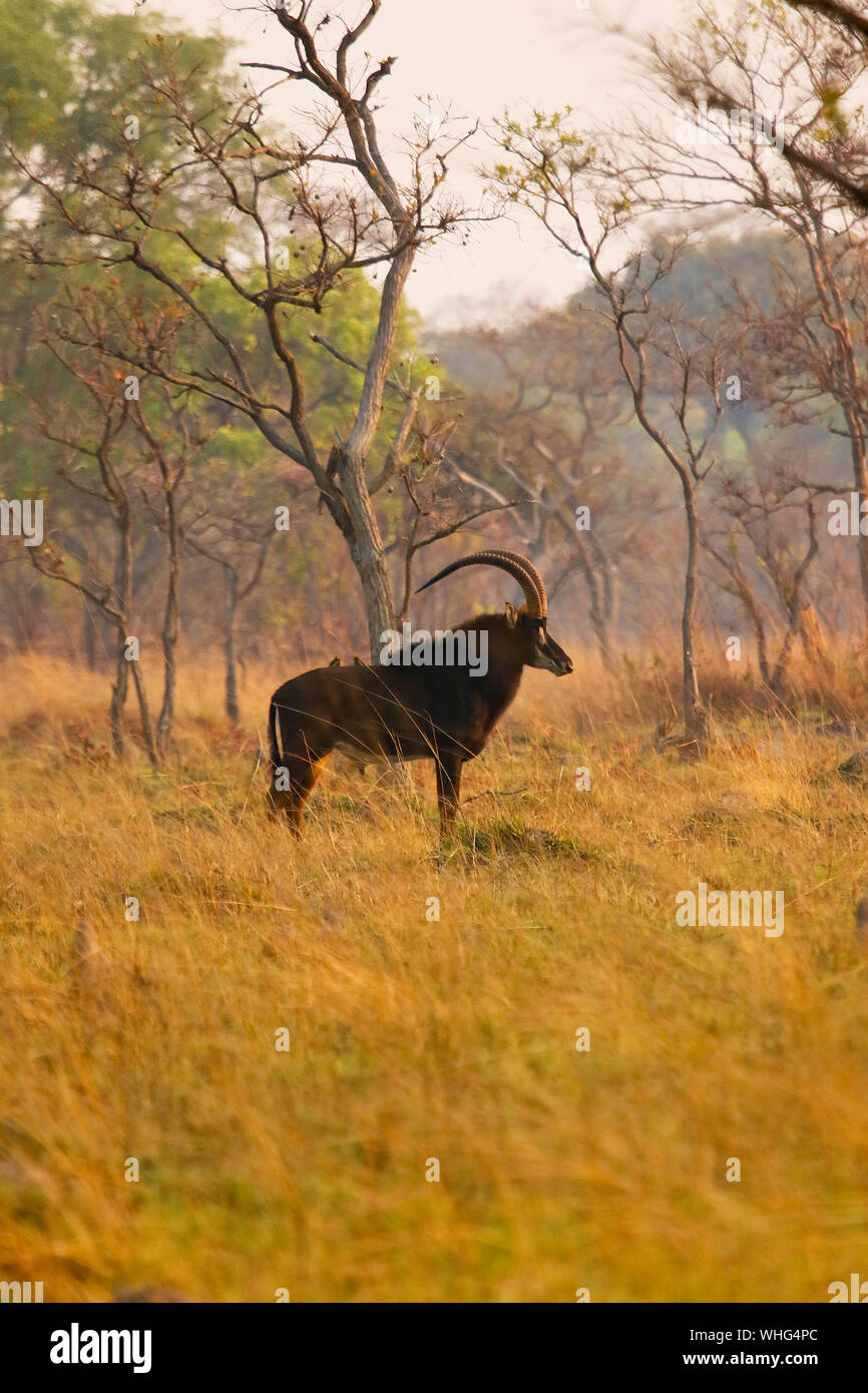 Maschio del Sable Antelope (Hippotragus niger). Parco Nazionale di Kafue. Zambia Foto Stock