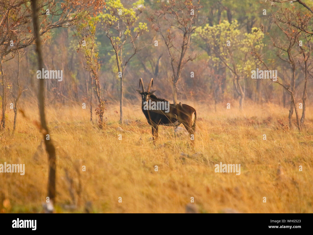 Maschio del Sable Antelope (Hippotragus niger). Parco Nazionale di Kafue. Zambia Foto Stock