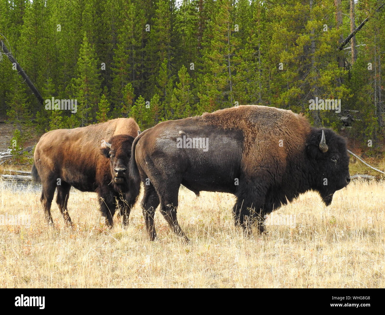 Il bisonte americano Bull e la mucca durante la routine in autunno Foto Stock