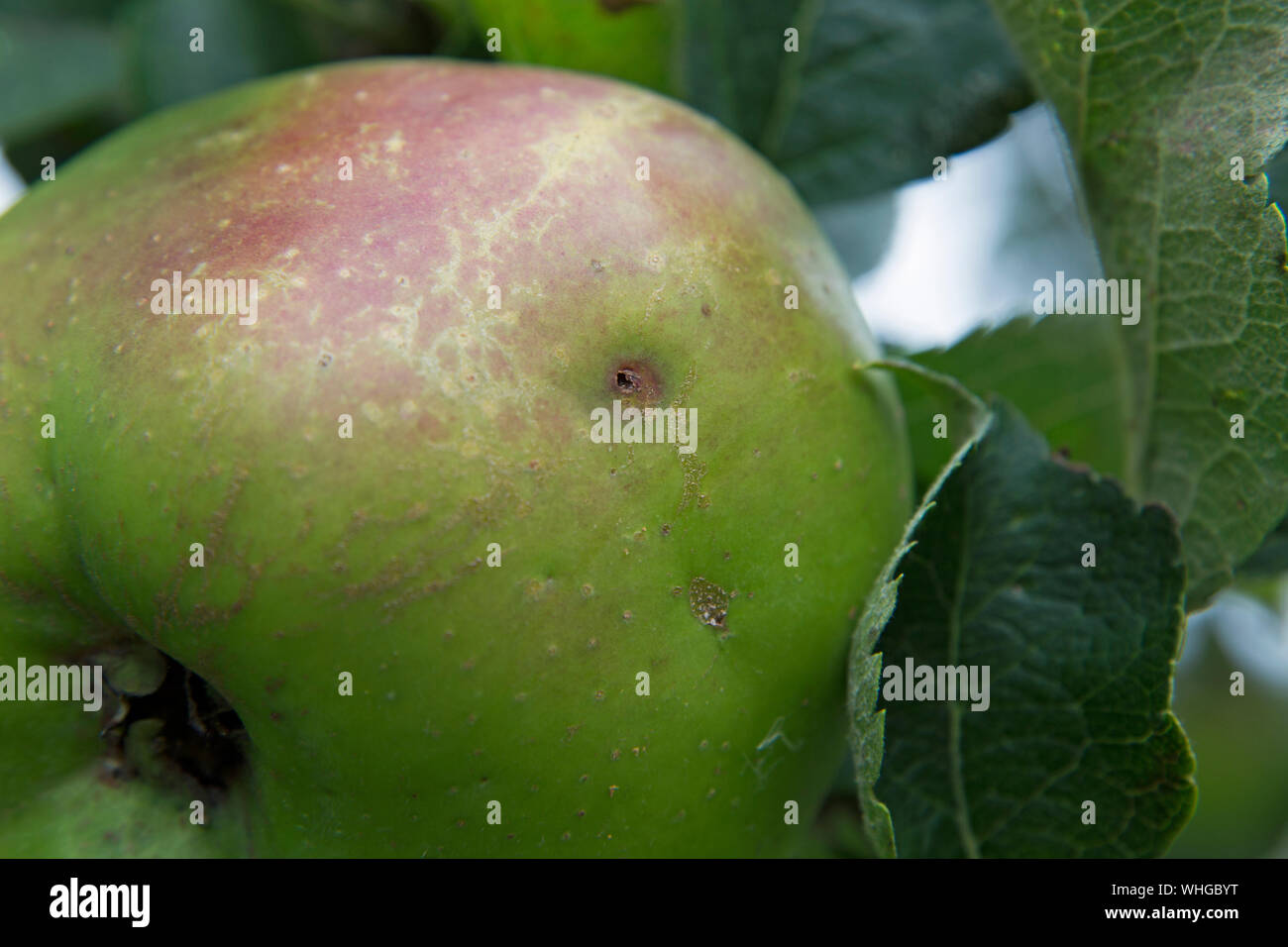 Macchie apple shot close up in formato orizzontale Foto Stock