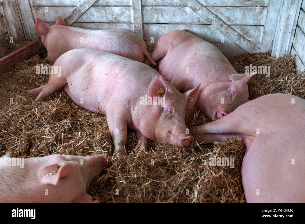 American yorkshire maiali femmina in penna sull allevamento di bestiame Foto Stock