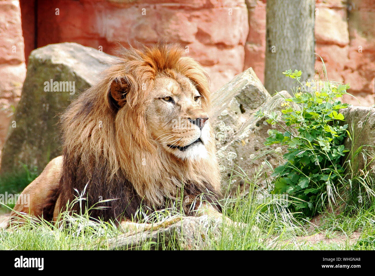 Adulto berber lion si guarda intorno a Panthera leo leo Foto Stock