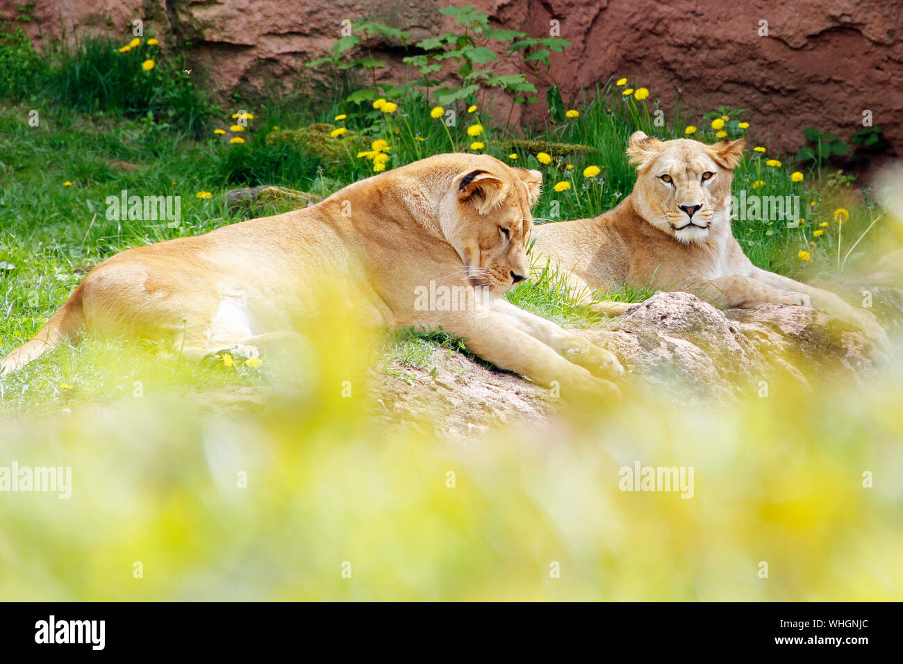 Berberlöwe Panthera leo leo Jungtiere Foto Stock