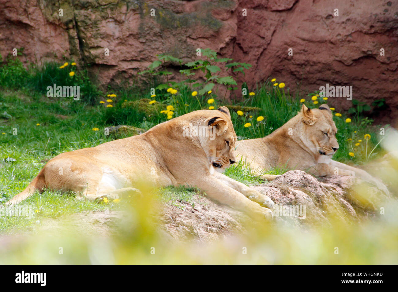 Due giovani Leoni berberi Panthera leo leo Foto Stock