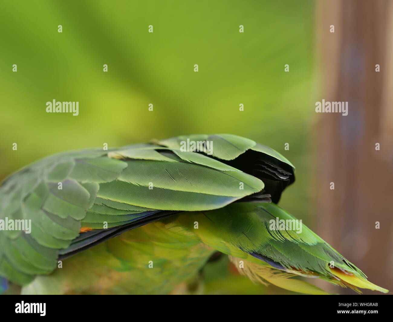 Sezione bassa di uccello verde all'aperto Foto Stock