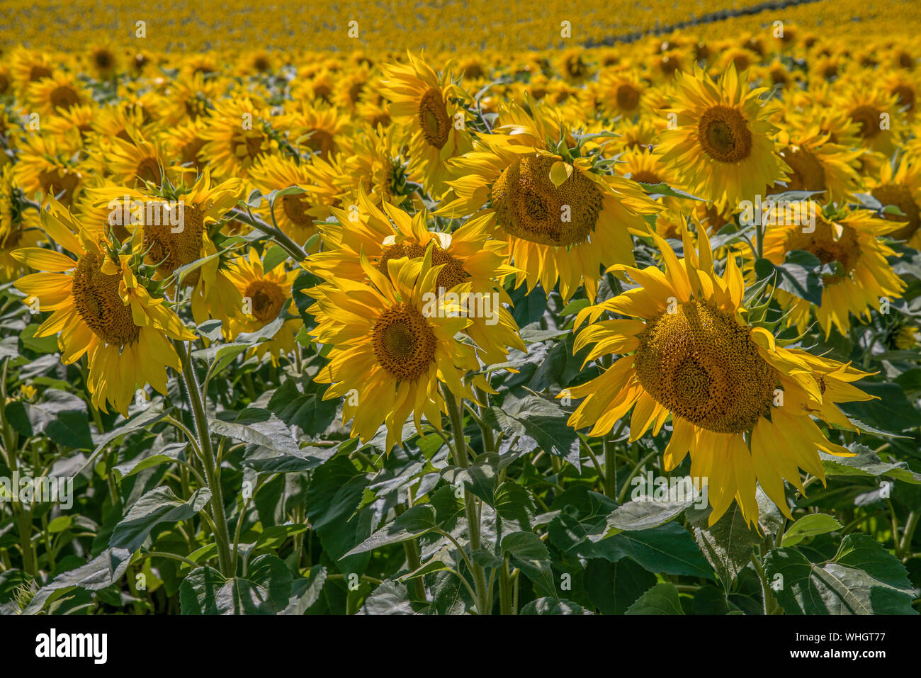 Campo di girasoli in fiore con fiori vicino alla fotocamera e scomparendo in background. Foto Stock