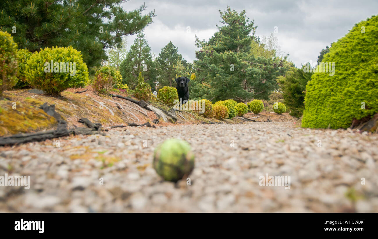 Il Labrador nero in attesa di giocare con una palla da tennis in un giardino Foto Stock