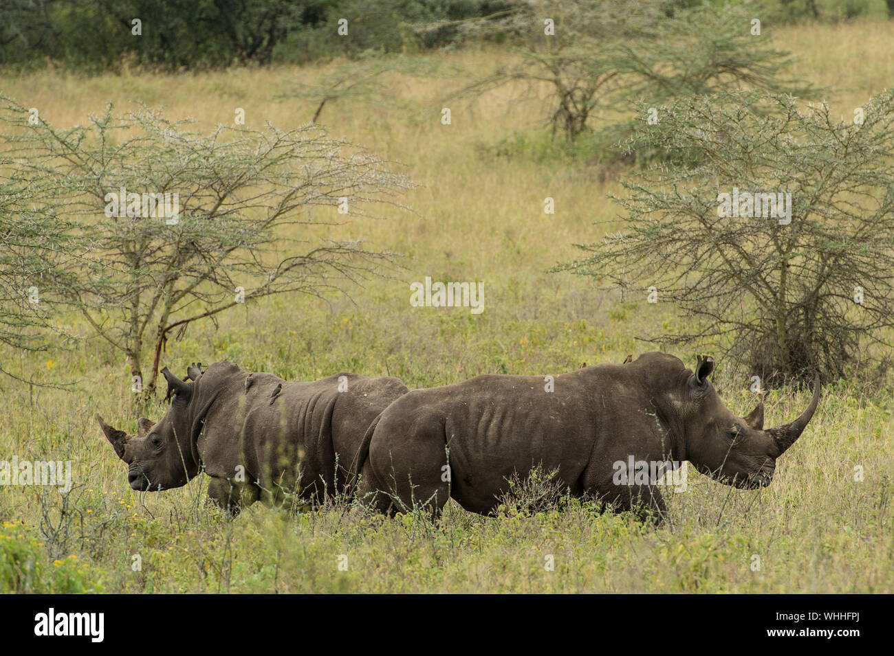 Southern White Rhino, Ceratotherium simum, Rhinocerotidae, Nakuru Lake National Park, Kenya, Africa Foto Stock