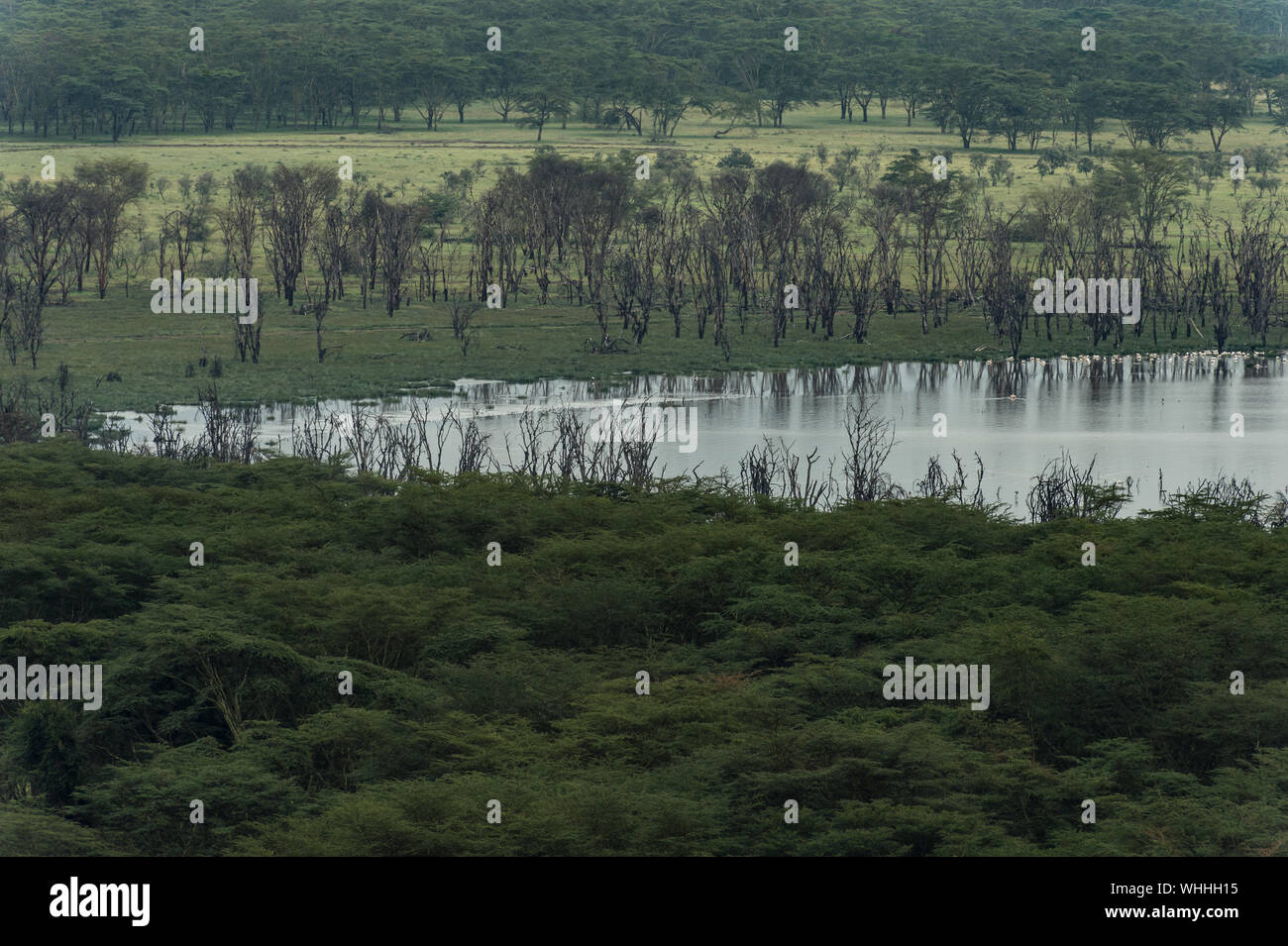 Nakuru Lake National Park paesaggio, Kenya, Africa Foto Stock