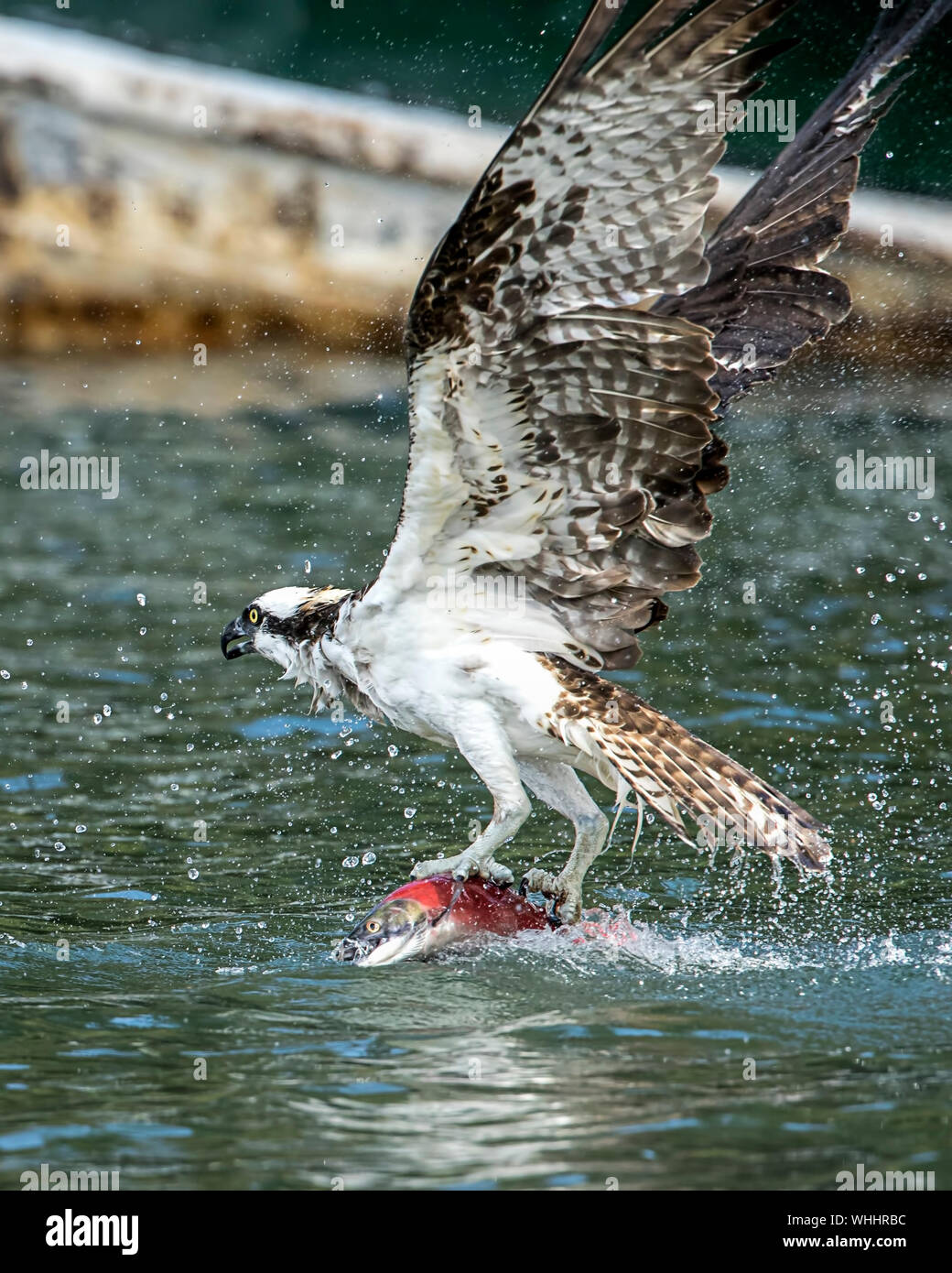 Una bella osprey vola lontano dall'acqua subito dopo la cattura di un salmone nel lago di Hayden in Hayden, Idaho negli Stati Uniti. Foto Stock