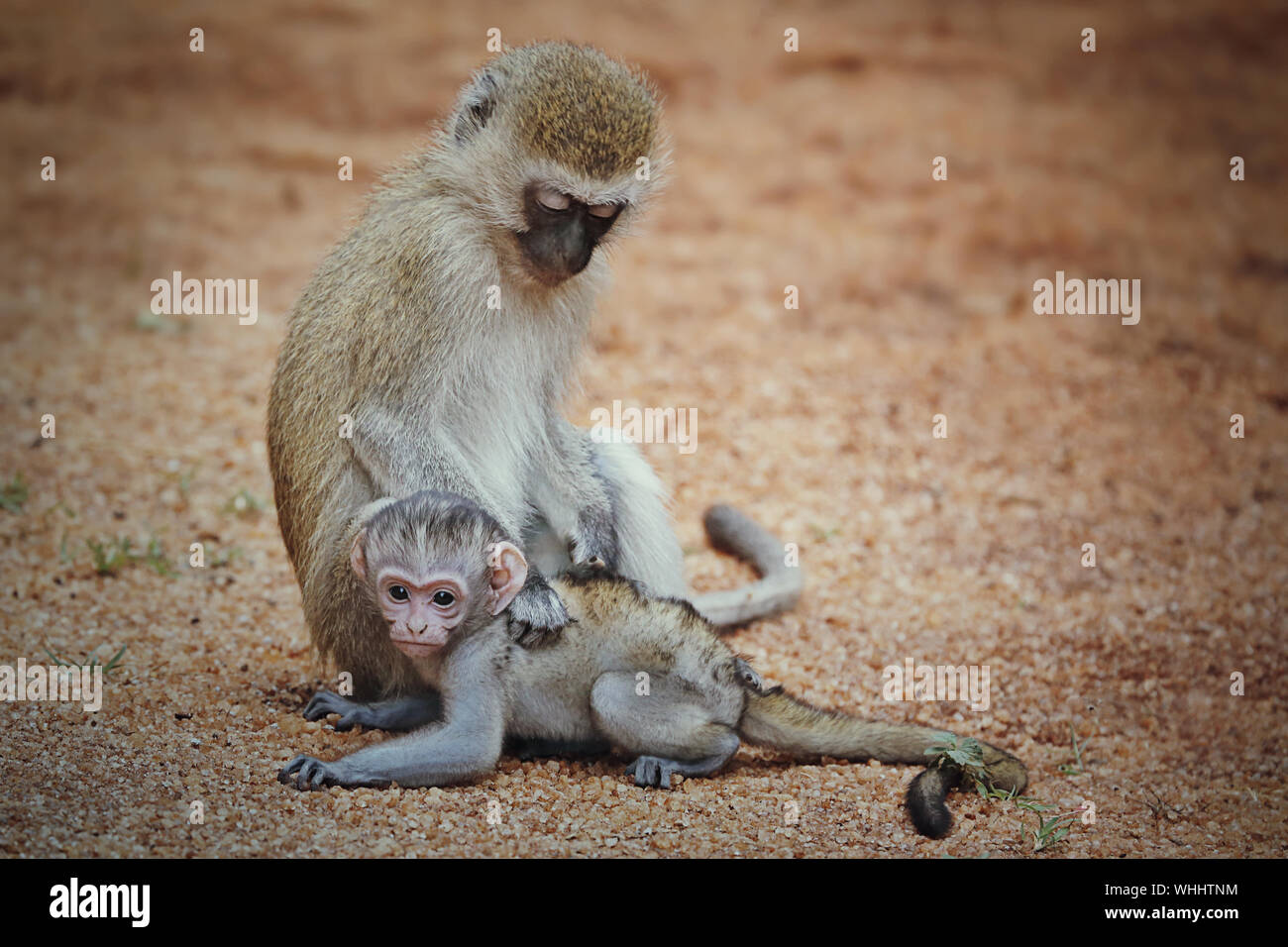 Madre scimmia e il suo bambino scimmia in Kenya, Africa Masai Mara Foto Stock