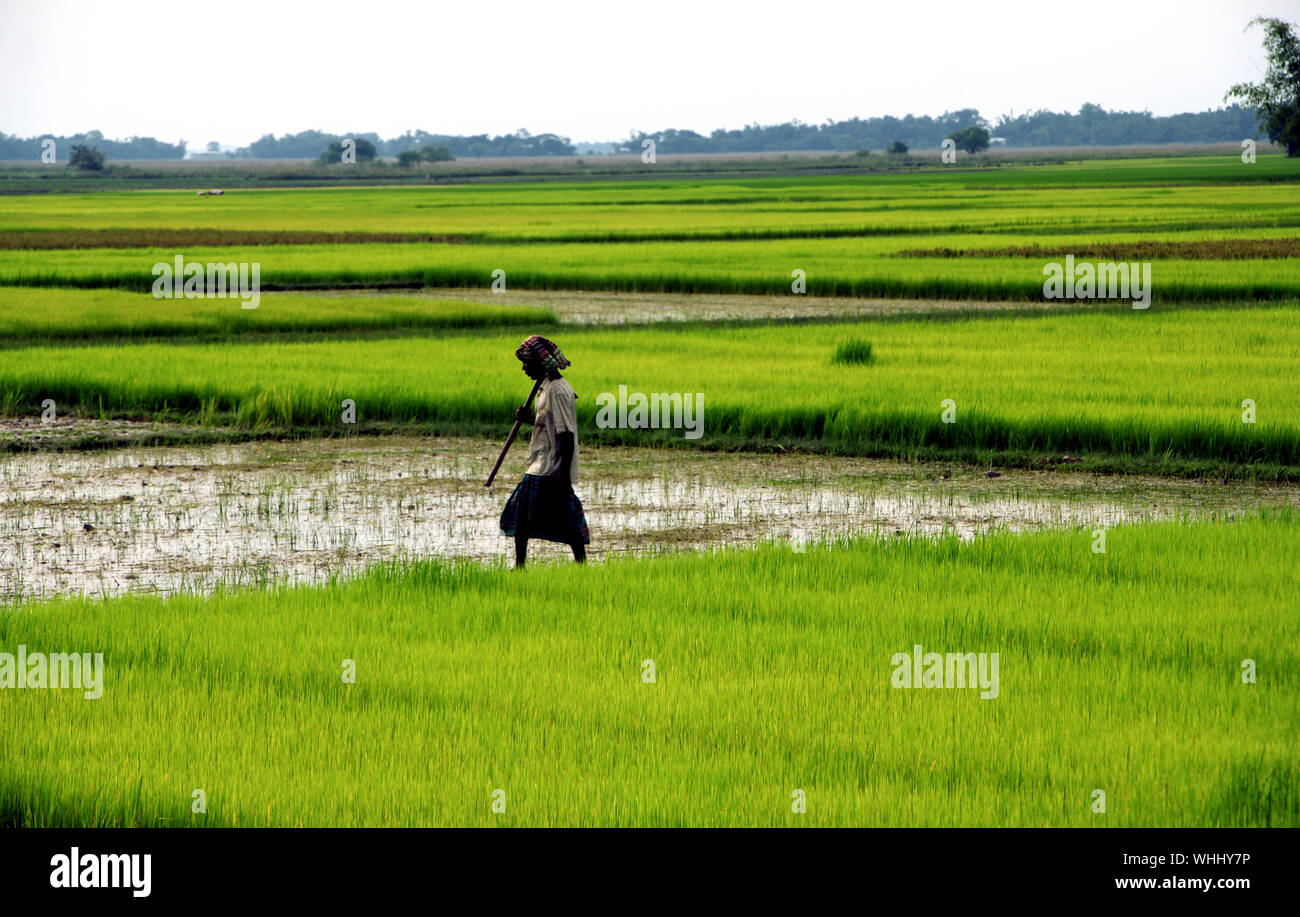 Verde campo di riso Foto Stock