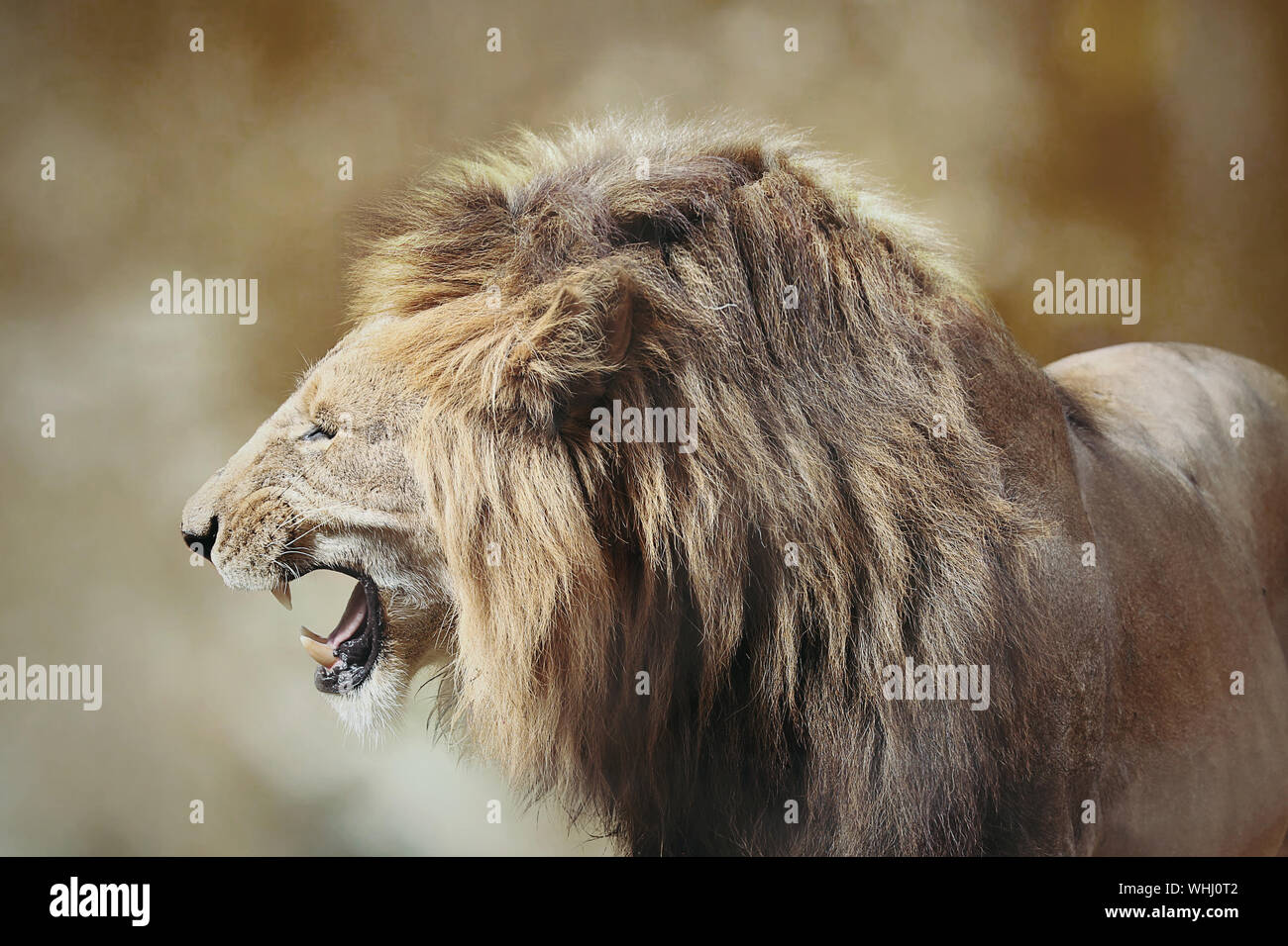 Ritratto di un enorme maschio grande leone africano, Kenya, Africa Foto Stock