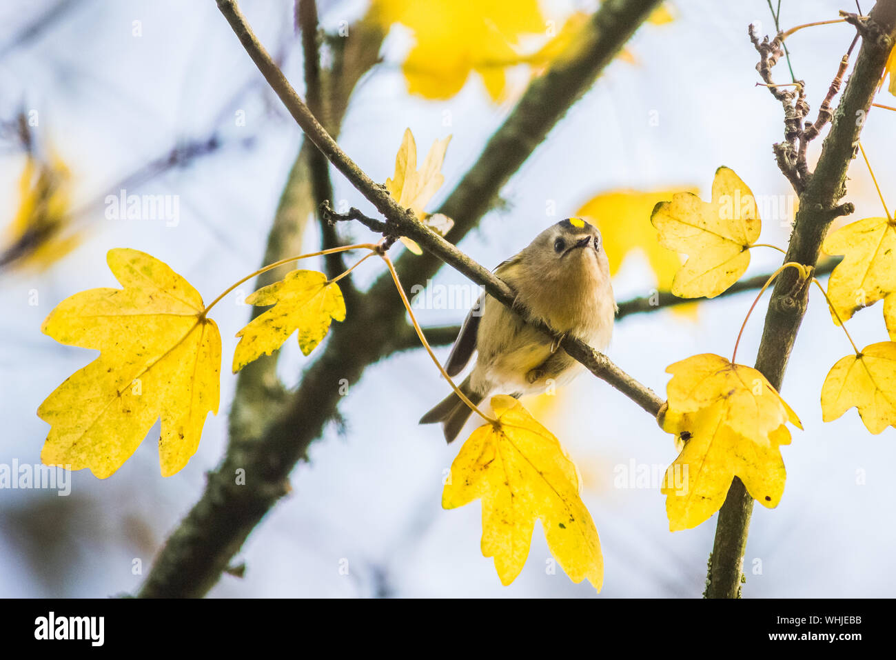 Goldcrest, Regulus regulus tra giallo lasciare. Foto Stock