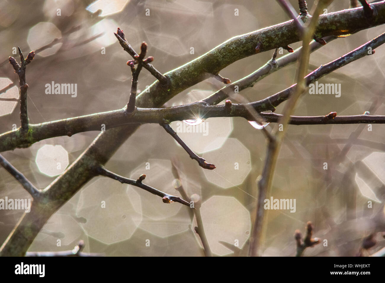 Rami, bokeh e gocce d'acqua. Un immagine astratta. Foto Stock